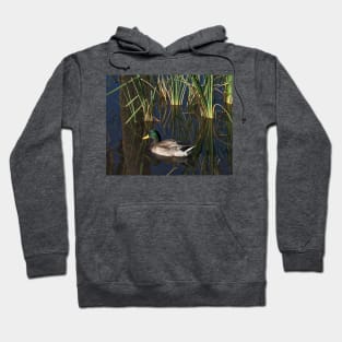 The Duck On The Pond At Papago Park Hoodie